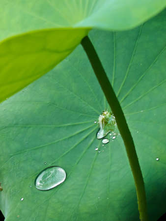 Lotus leafの写真素材