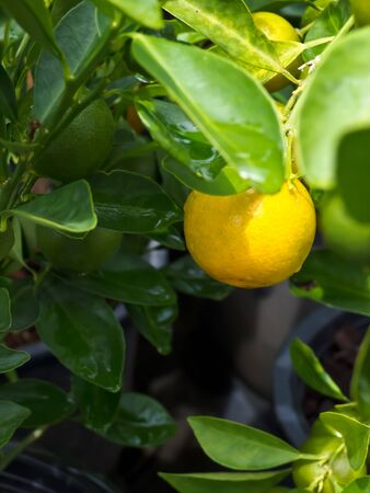 Orangeの写真素材