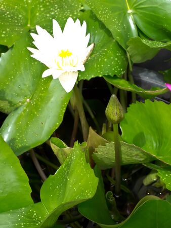 Lotusの写真素材