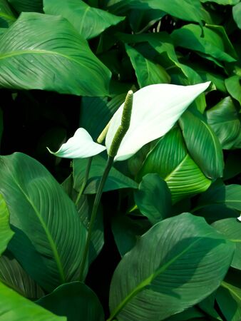 spadixの写真素材