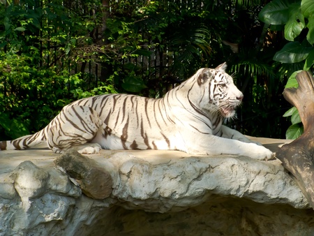 White tigerの写真素材