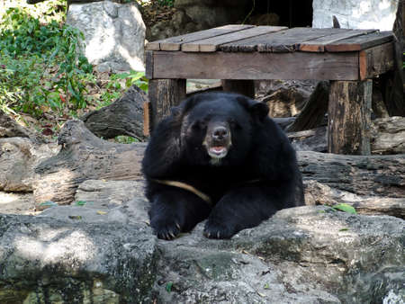 bear  の写真素材