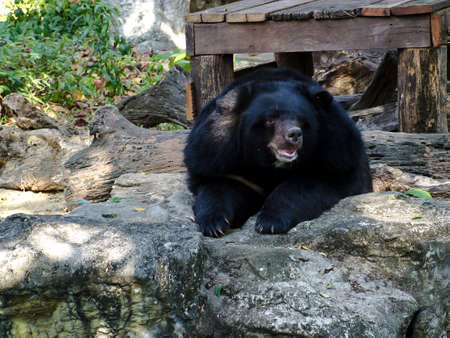bear  の写真素材