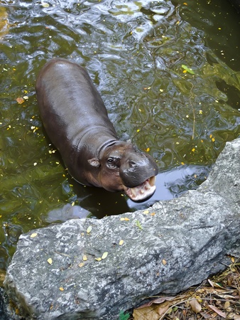 Hippoの写真素材