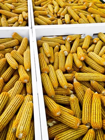 corn