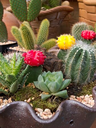 Cactusの写真素材