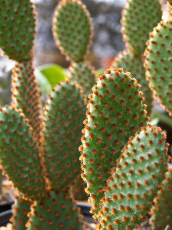 Cactusの写真素材