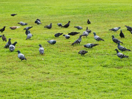 pigeonの写真素材