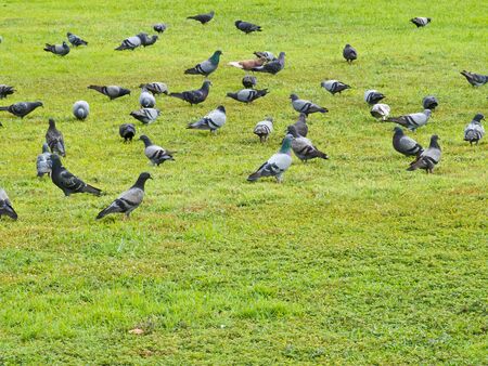 pigeonの写真素材