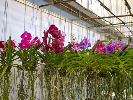 Orchidの写真素材