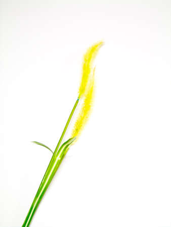 Flower grassの写真素材