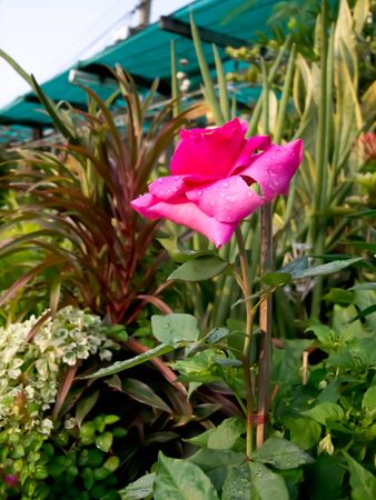 Roseの写真素材