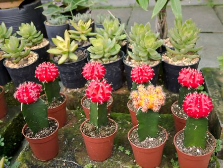Cactusの写真素材