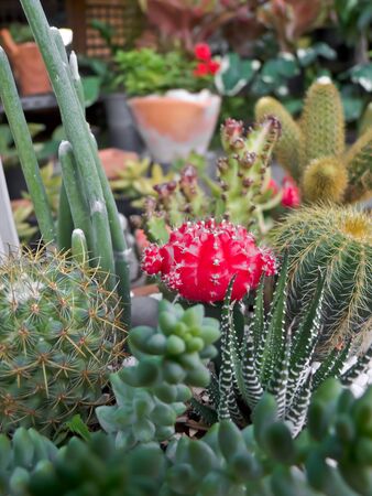 Cactusの写真素材