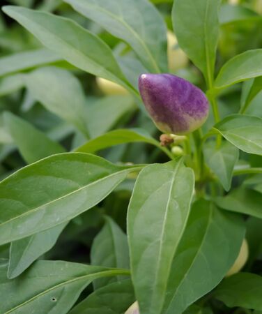 chiliの写真素材