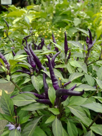 chiliの写真素材