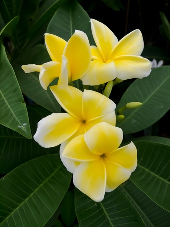 flowerの写真素材