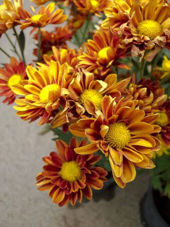 flowerの写真素材