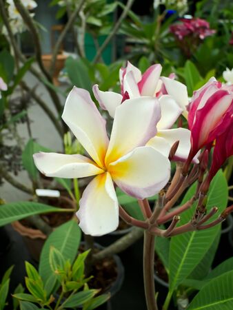 flowerの写真素材