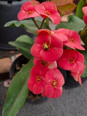 Euphorbia milii の写真素材