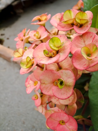 Euphorbia milii の写真素材