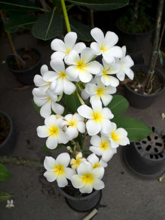 flowerの写真素材