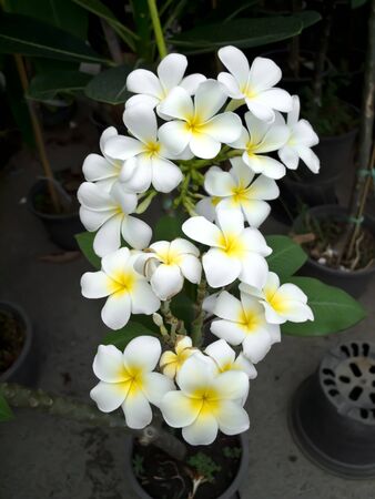 flowerの写真素材