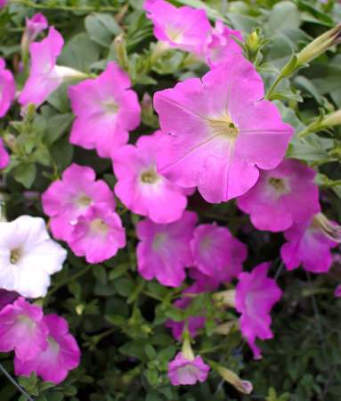 flowerの写真素材