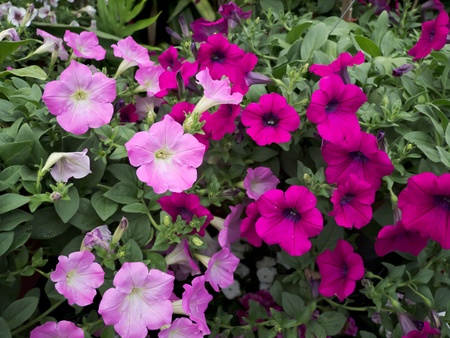 flowerの写真素材