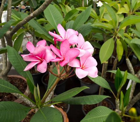 flowerの写真素材