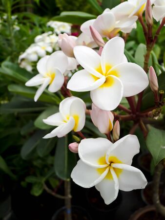 flowerの写真素材