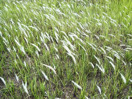 fieldの写真素材