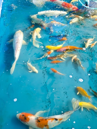 Koi fish の写真素材