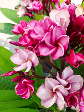 Beautiful spring flowers の写真素材