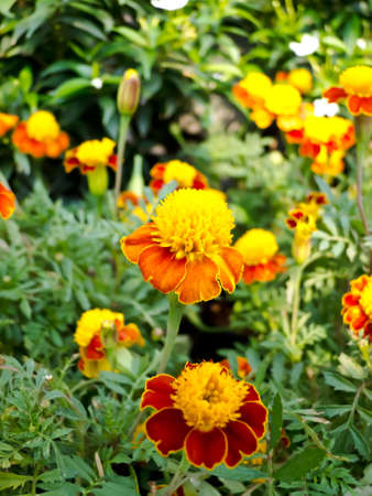 Beautiful spring flowers の写真素材