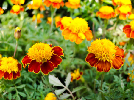 Beautiful spring flowers の写真素材