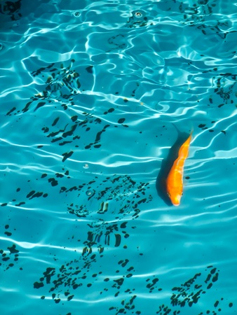 Koi fishの写真素材