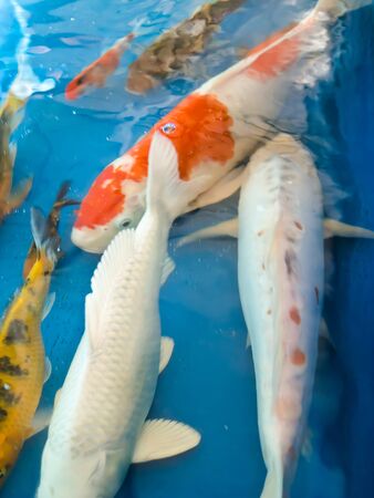 Koi fishの写真素材