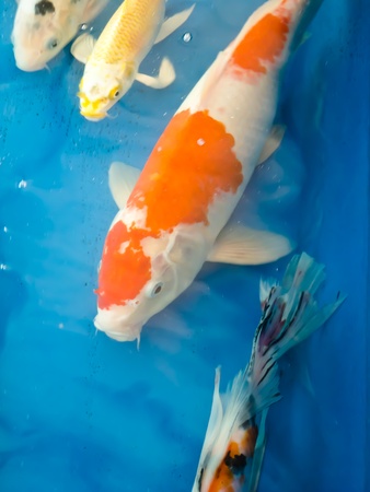 Koi fishの写真素材