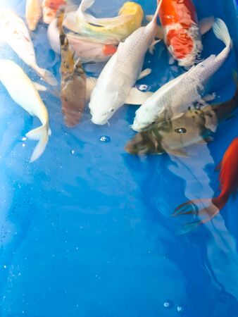 Koi fishの写真素材