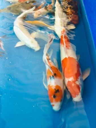 Koi fishの写真素材