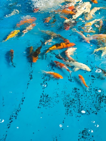 Koi fishの写真素材