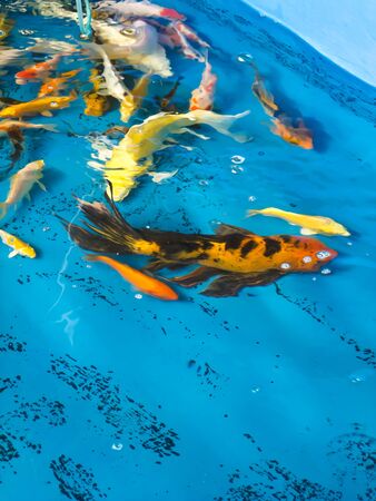 Koi fishの写真素材