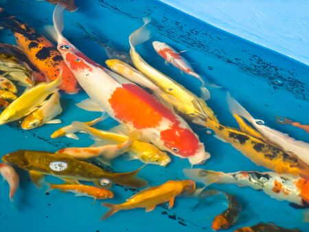 koi fishの写真素材