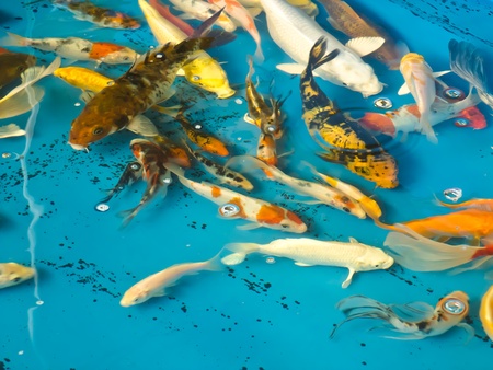 koi fishの写真素材