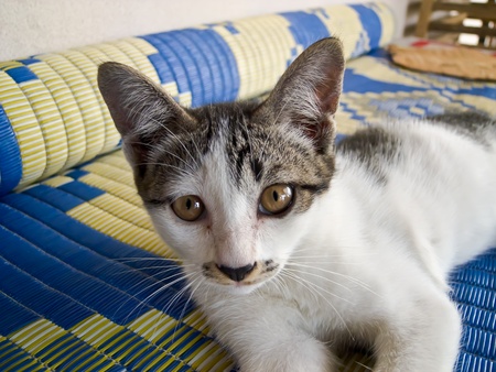 Funny kitten の写真素材