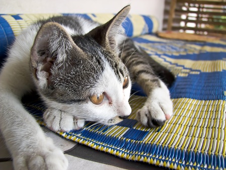 Funny kitten の写真素材