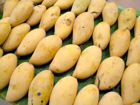 mangoの写真素材