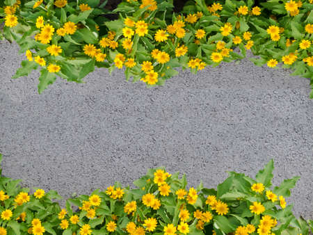 flower frameの写真素材