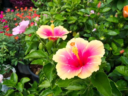 flowerの写真素材